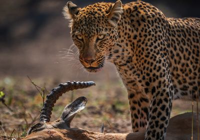 Leopard Kill